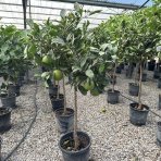 Pomarančovník (Citrus x sinensis) ´VALENCIA´ - výška 130-160 cm, obvod kmeňa 4/6 cm, kont. C10L